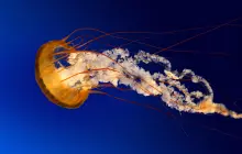 Gallery tust 5 jellyfish__copy